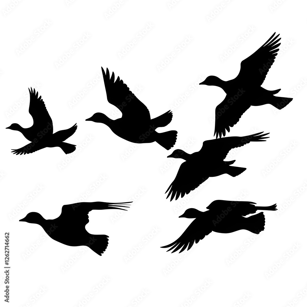 Obraz premium ducks flying silhouette