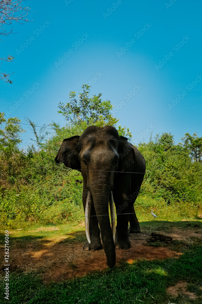 Obraz premium Safari na Sri Lance słoń