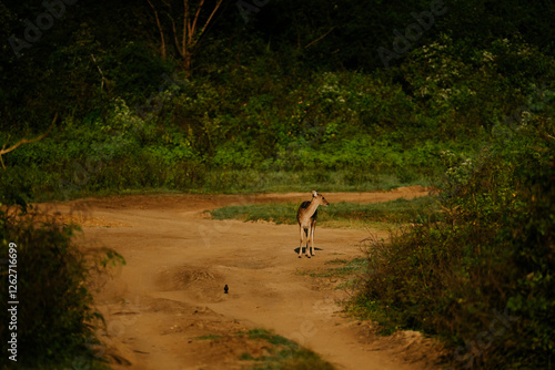 Fototapeta Naklejka Na Ścianę i Meble -  Safari na Sri Lance sarny