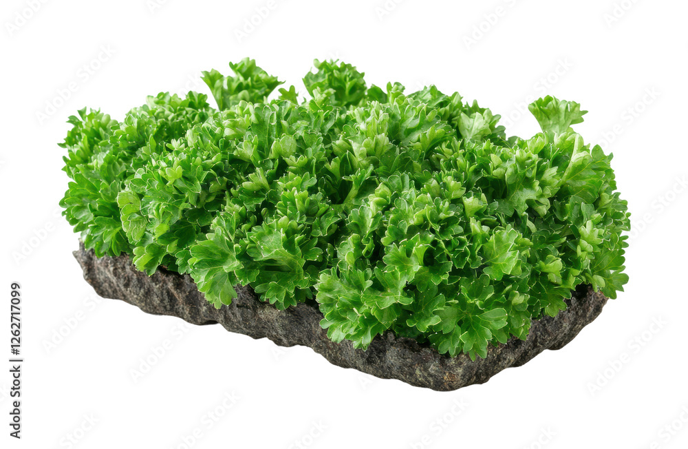 Healthy eating fresh lettuce from the garden isolated on transparent background - Generative AI Healthy eating fresh lettuce from the garden isolated on transparent background - Generative AI