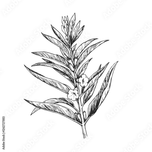 Vector hand-drawn illustration of sesame branch. Black and white sketch of plant with seeds and flowers.
