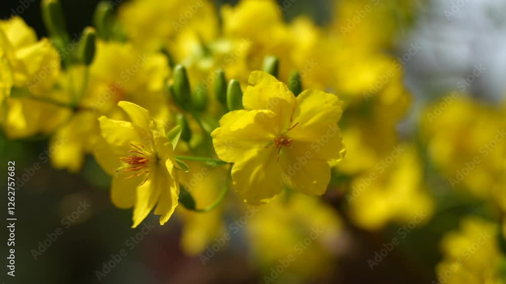 the golden blooms of Ochna integerrima, commonly known as the Vietnamese Mai flower, symbolizing prosperity and good fortune. The delicate petals and vibrant buds signify renewal and spring the golden blooms of Ochna integerrima, commonly known as the Vietnamese Mai flower, symbolizing prosperity and good fortune. The delicate petals and vibrant buds signify renewal and spring
