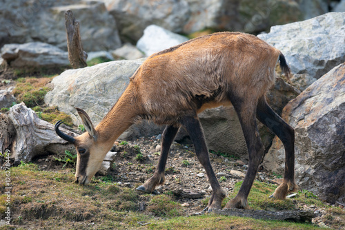 Wild mountain chamois standing on a mountine slope. Alpine chamois in its natural habitat. Grazingwild animal in nature. Mountain goat photo