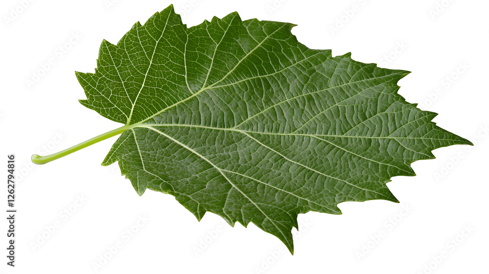 a green leaf on a transparent background, PNG image, PNG file, Generative art. a green leaf on a transparent background, PNG image, PNG file, Generative art.