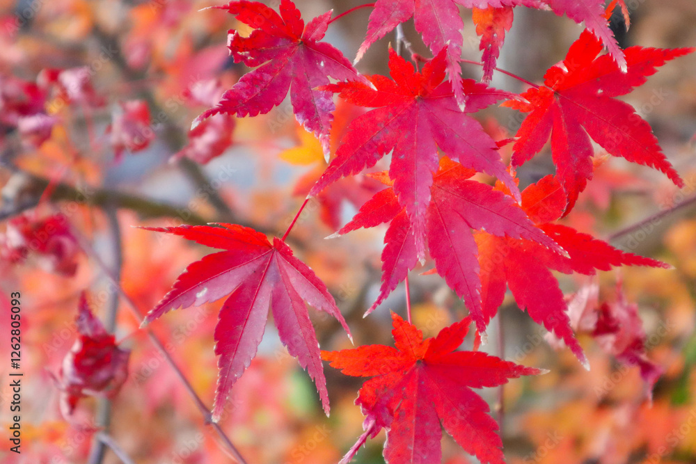 Leaves of maple which turned red and yellow Leaves of maple which turned red and yellow