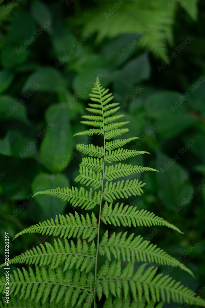 green fern leaves green fern leaves
