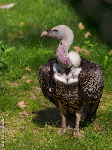 Rüppell's vulture standing in the grass