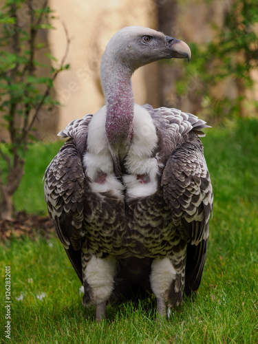 Rüppell's vulture standing in the grass