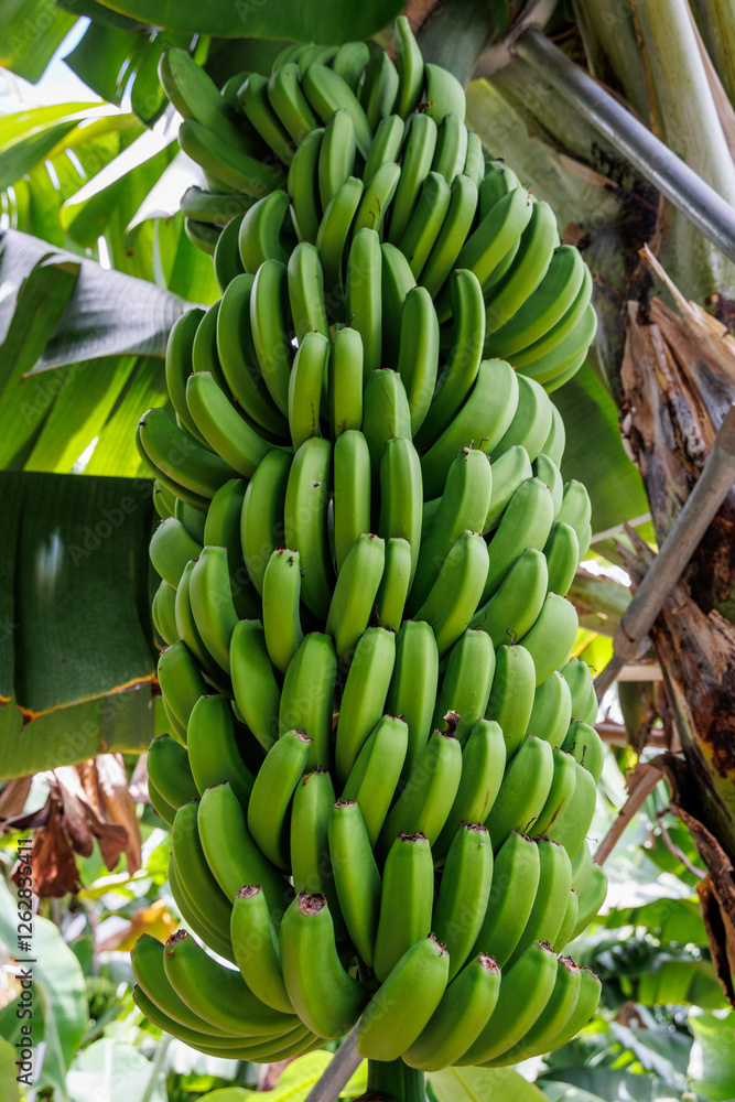 Bunch of bananas on a plantation on Madeira Island, Portugal