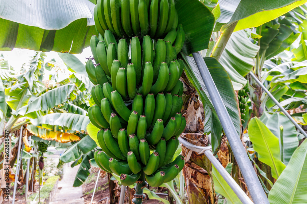 Bunch of bananas on a plantation on Madeira Island, Portugal