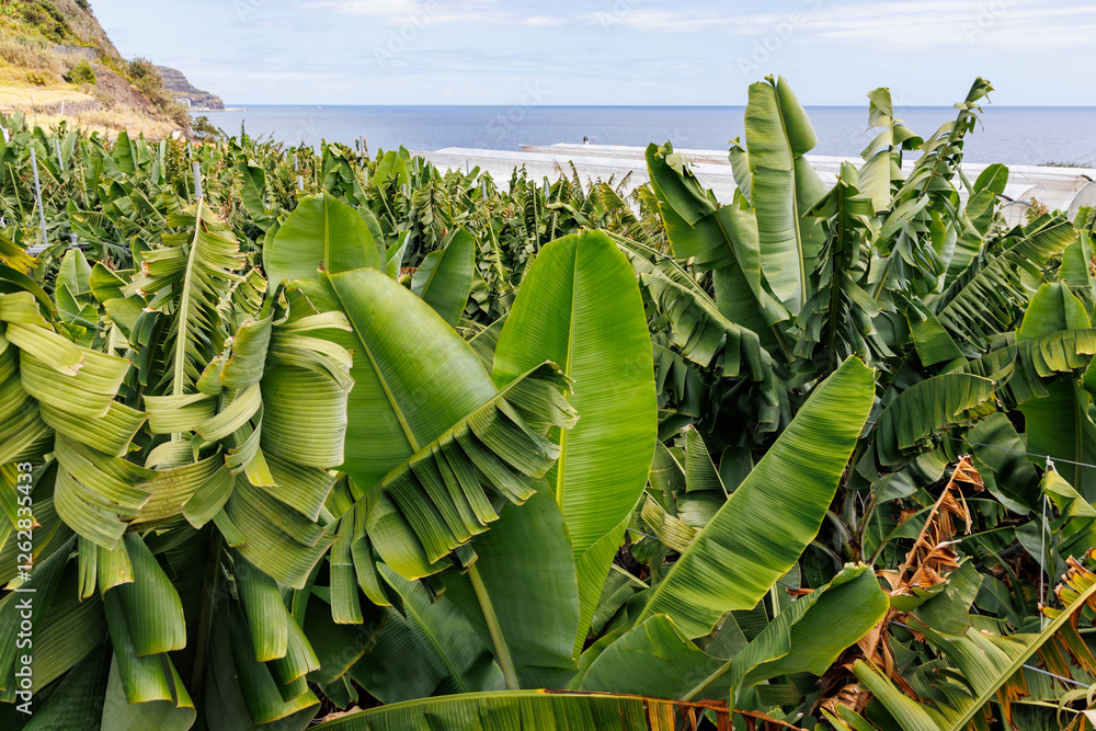 Green leaves on a banana plantation on Madeira Island, Portugal