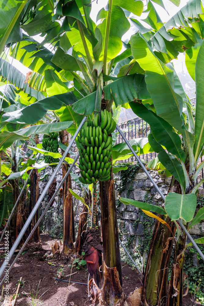 Banana Flower on a plantation on Madeira Island, Portugal