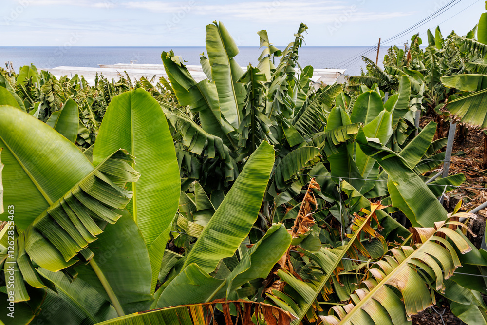 Green leaves on a banana plantation on Madeira Island, Portugal