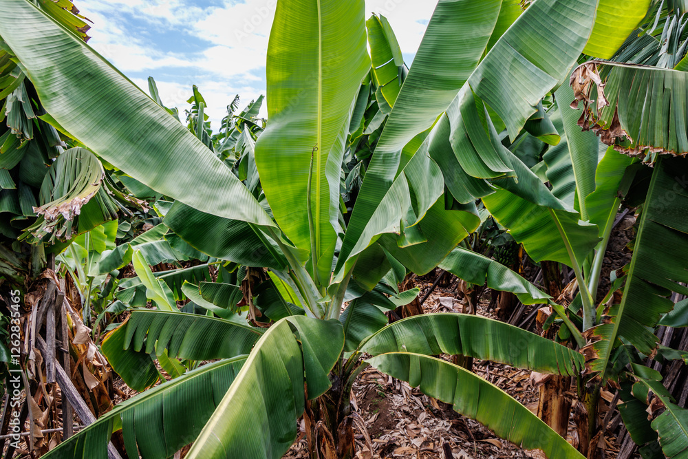 Banana plantation on Madeira Island, Portugal