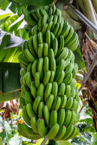 Obraz na płótnie Bunch of bananas on a plantation on Madeira Island, Portugal w salonie