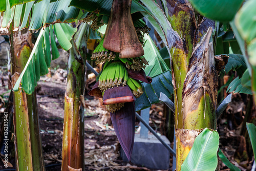 Obraz na płótnie Banana Flower on a plantation on Madeira Island, Portugal w salonie