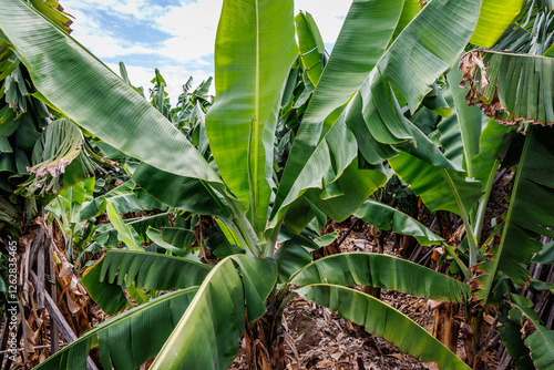 Obraz na płótnie Banana plantation on Madeira Island, Portugal w salonie