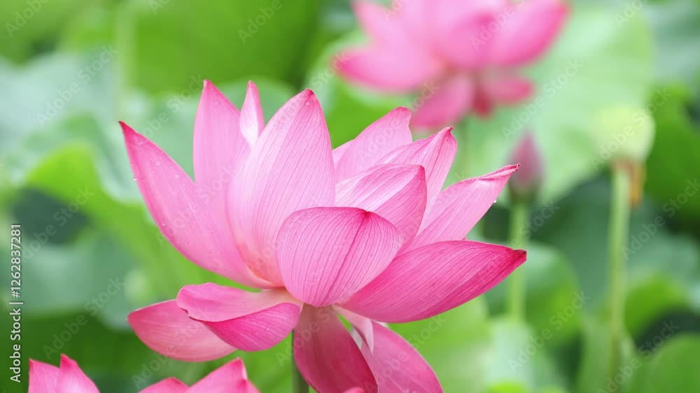 Red lotus plants that bloom in summer Red lotus plants that bloom in summer
