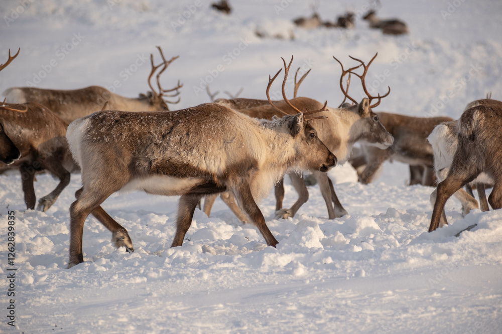 Fototapeta premium Reindeer herd on Städjan mountain in Sweden