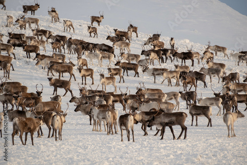 Reindeer herd on Städjan mountain in Sweden