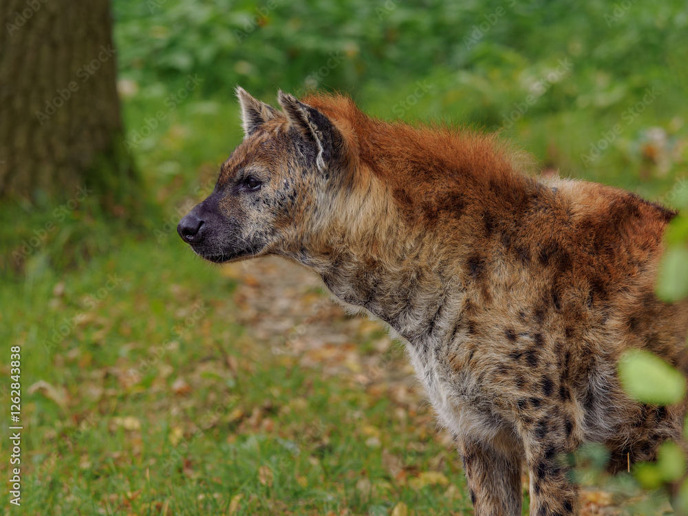 Spotted hyena female on green meadow Spotted hyena female on green meadow