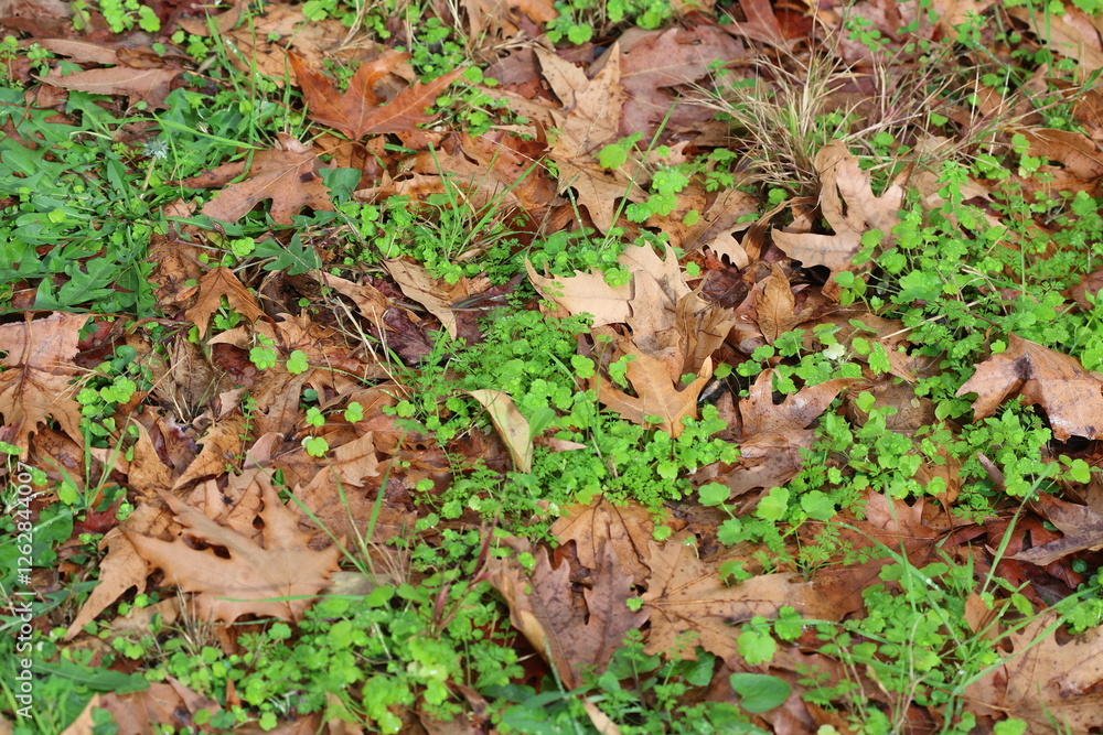 autumn leaves on the ground. autumn leaves on the ground.