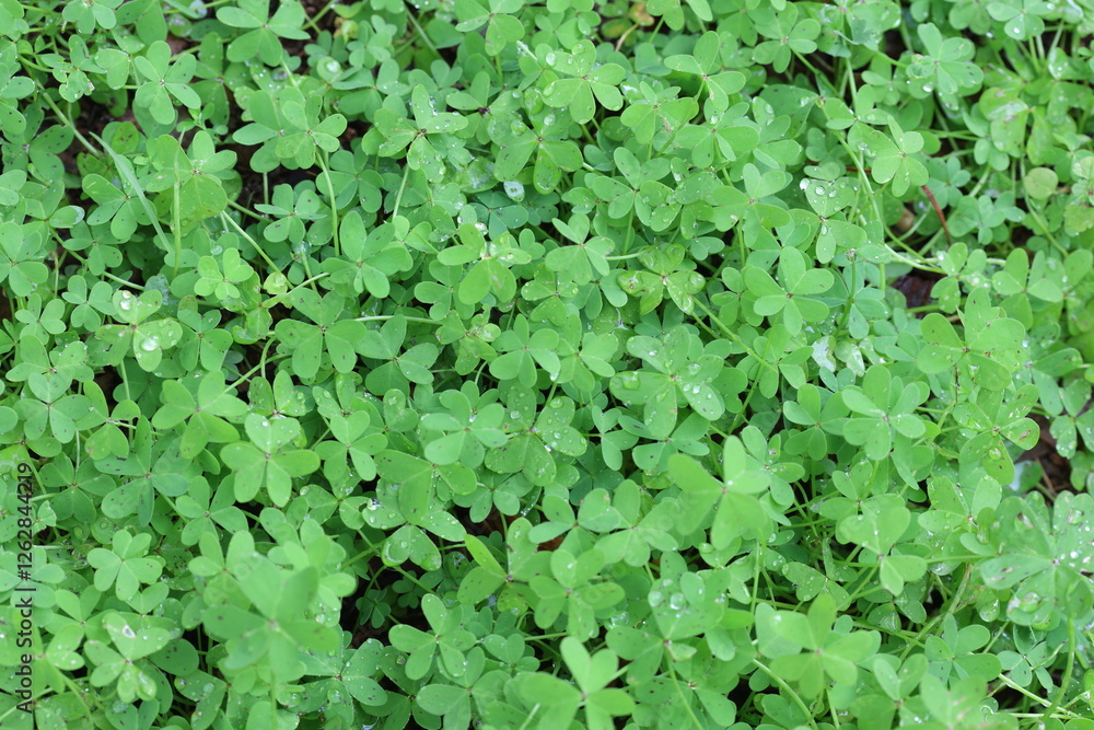 close - up view of Oxalis pes-caprae background after rain close - up view of Oxalis pes-caprae background after rain
