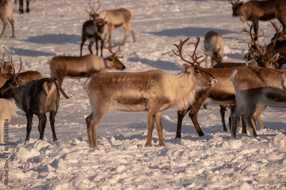 Reindeer herd on Städjan mountain in Sweden
