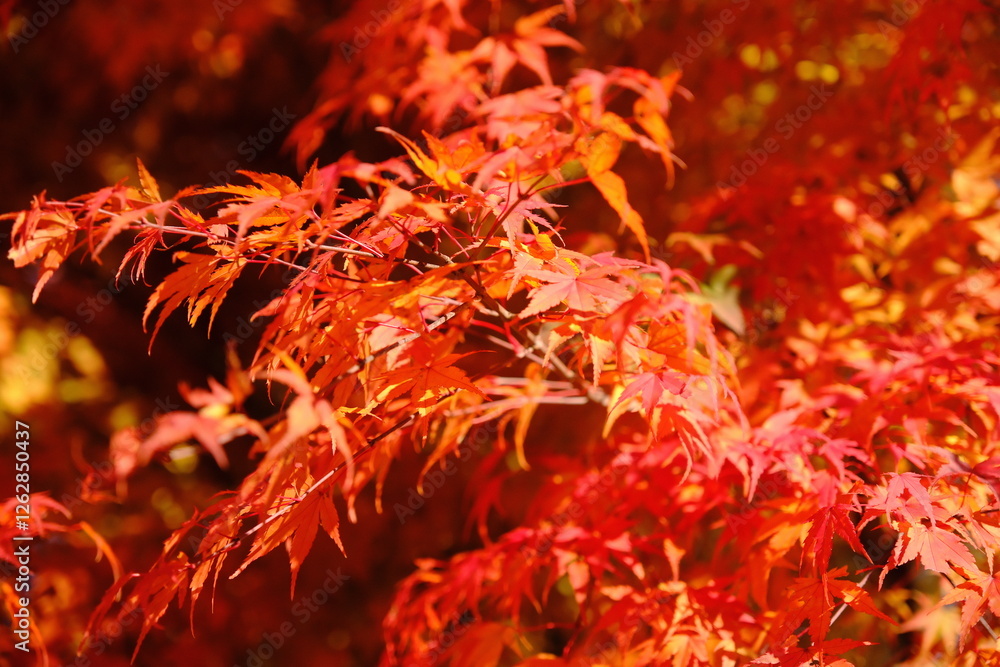 日本のもみじ(Japanese maple) 日本のもみじ(Japanese maple)