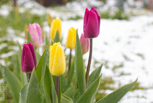 Tulips in the snow in early spring,