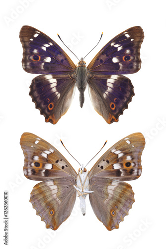 Male of Butterfly - Lesser Purple Emperor (Apatura ilia) isolated on white