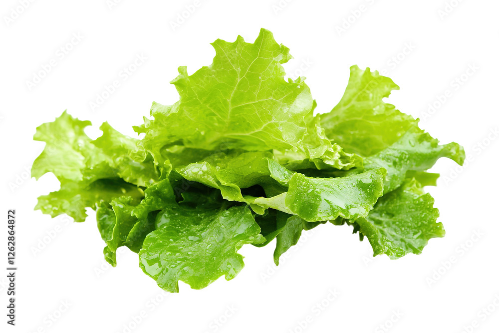 A large green leafy vegetable with a long stem. ,on transparent background. A large green leafy vegetable with a long stem. ,on transparent background.