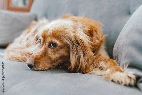 Sad dog waiting for owner, Golden Dox, dog life, long-haired dog