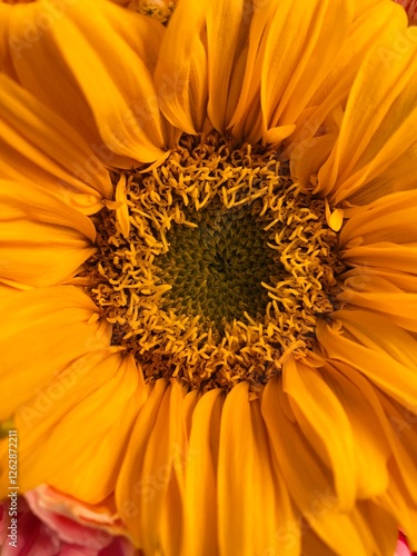 close up of sunflower background.  photo