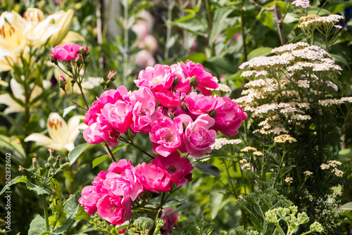 Wallpaper Mural rose bush, pink, fresh beautiful bush roses on a summer day in the garden Torontodigital.ca