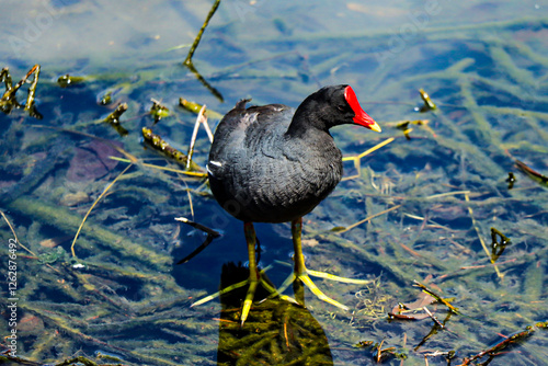 Rio de Janeiro, RJ, Brazil, 02/12/2025 - Common moorhen, waterhen, galinha d'água, frango d'água, Gallinula chloropus, on Rodrigo de Freitas Lagoon, Rio de Janeiro South Zone photo