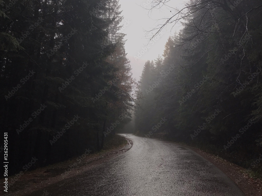 road to foggy forest in Zakopane in rainy weather