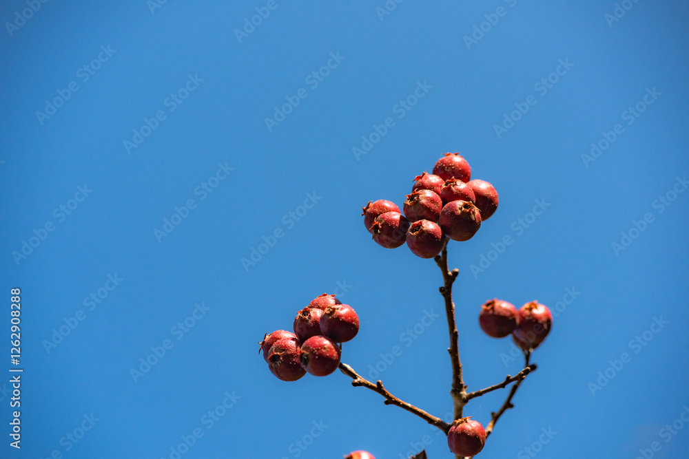 The hawthorn tree is covered with ripe red hawthorn fruits, creating a scene of abundant hawthorn harvest The hawthorn tree is covered with ripe red hawthorn fruits, creating a scene of abundant hawthorn harvest
