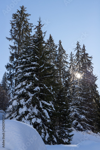 snow covered trees and sun shining through them.