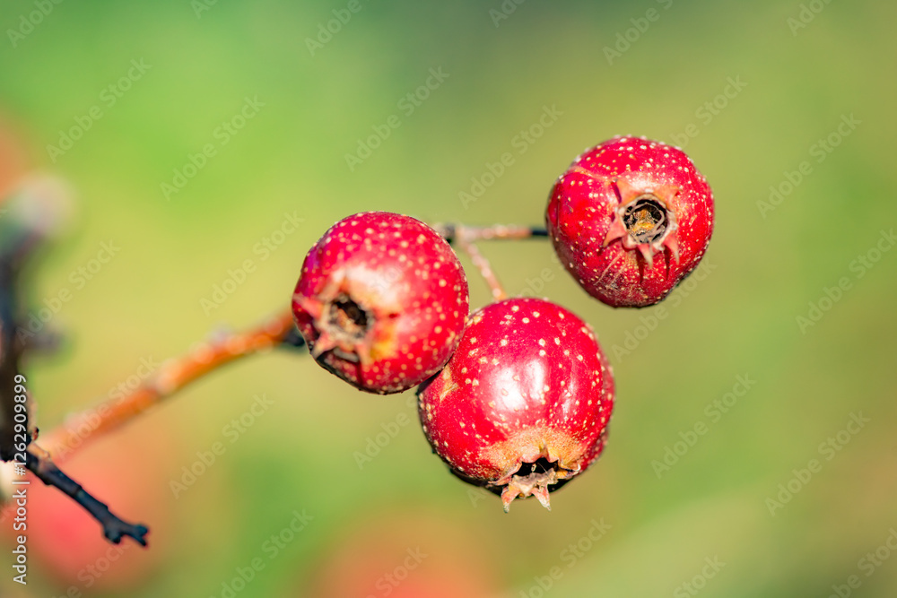 Obraz premium The hawthorn tree is covered with ripe red hawthorn fruits, creating a scene of abundant hawthorn harvest