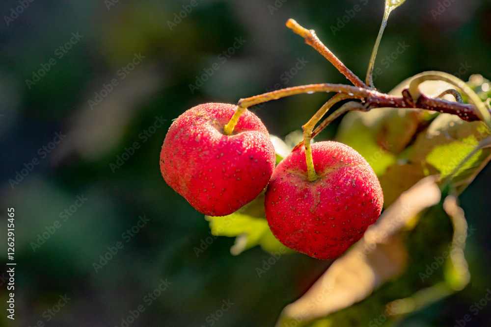 The hawthorn tree is covered with ripe red hawthorn fruits, creating a scene of abundant hawthorn harvest The hawthorn tree is covered with ripe red hawthorn fruits, creating a scene of abundant hawthorn harvest