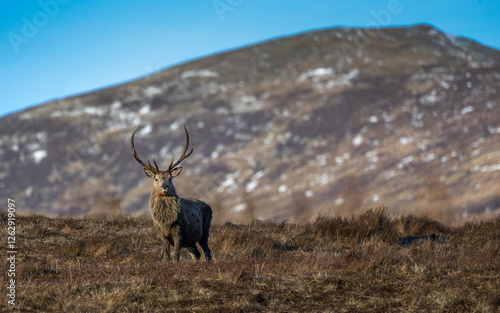 Red deer stag in the Scottish highlands