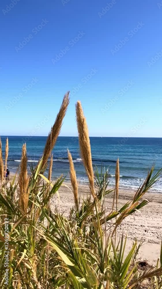 Dry plants slowly moving on the wind on beach, view to blue sea. Vertica footage