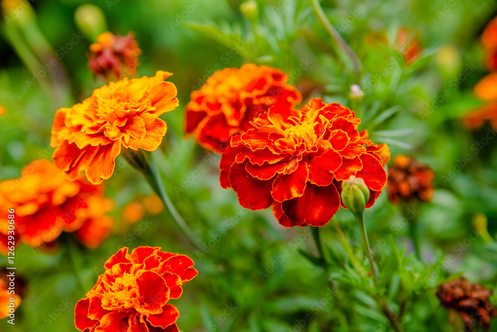 Orange marigolds grow in the flower bed
Orange marigolds grow in the flower bed