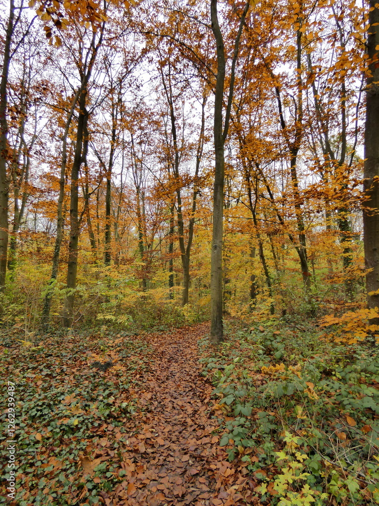 Fototapeta premium Autumn landscape forest orange colors