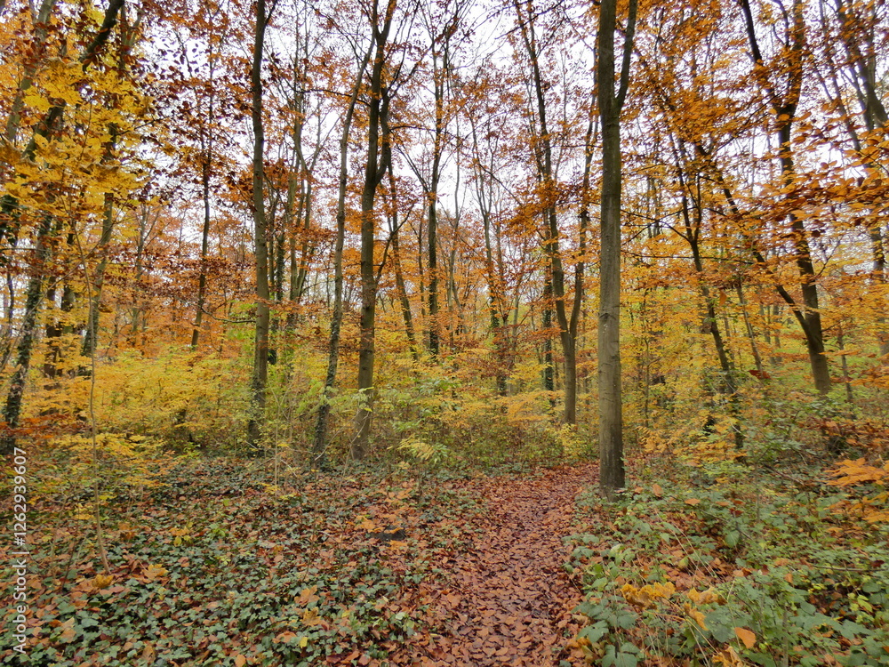 Obraz premium Autumn landscape forest orange colors