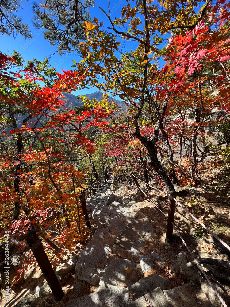 Autumn forest at Seoraksan national park