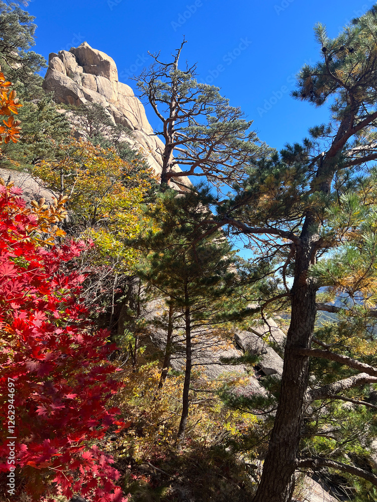 Autumn forest at Seoraksan national park i