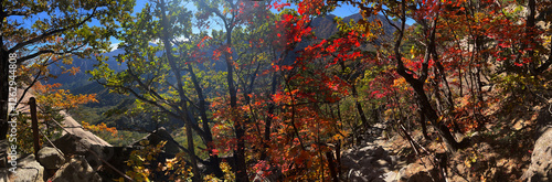 Obraz na płótnie Autumn forest panorama at Seoraksan national park w salonie