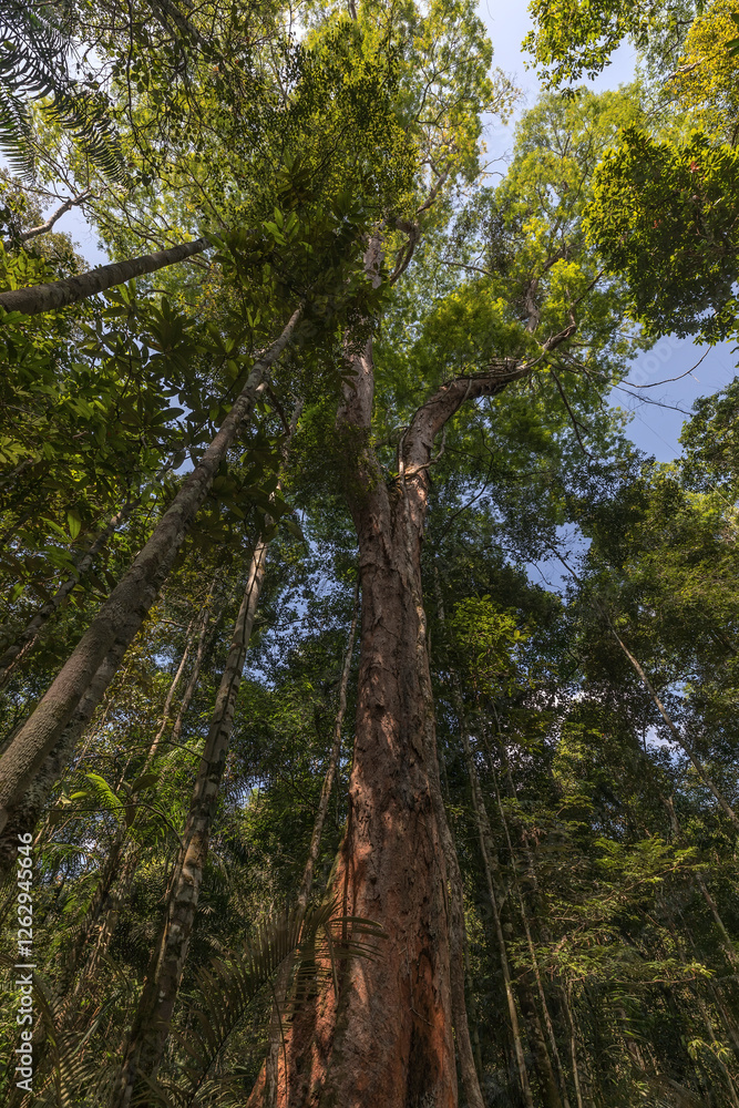 Dense amazonian forest. Dinizia excelsa is a South American canopy emergent tropical rainforest tree species in the family Fabaceae, native to Brazil. Dense amazonian forest. Dinizia excelsa is a South American canopy emergent tropical rainforest tree species in the family Fabaceae, native to Brazil.